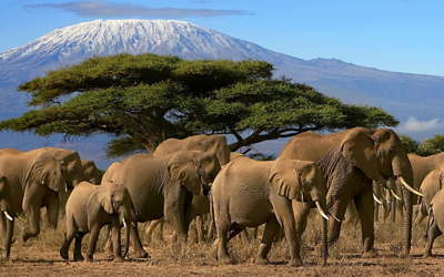 Flights to Kenya